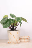 Plato Base con Pestaña Veggie 14 cm
